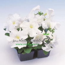 بذر گل اطلسی سفید Limbo White