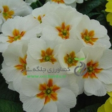 بذر گل پامچال سفید Accord White
