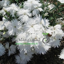 بذر گل میخک Supra White