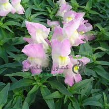 بذر گل میمون Snappy Lavander Blush