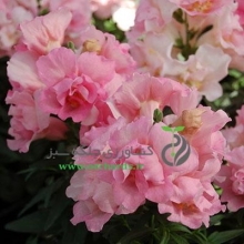 بذر گل میمون Twinny Rose