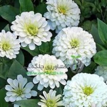بذر گل آهار پاكوتاه، پرپر، گل متوسط، گل سفيد