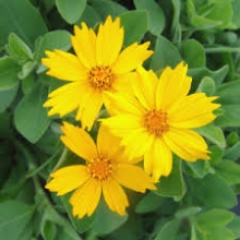 بذر گل اشرفی (كورئوپسيس)، پا متوسط، زرد ،پرگل