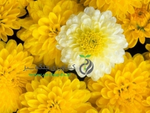 بذر گل كوكب كوهي(رودبكيا) پا بلند زرد پرگل