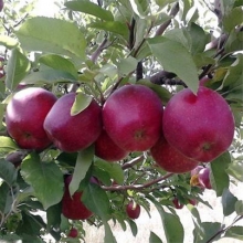 نهال سیب لبنانی قرمز