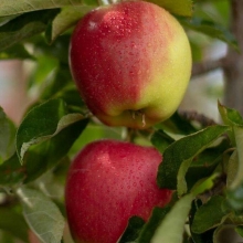 نهال سیب دو رنگ فرانسوی