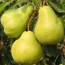 نهال گلابی بیروتی (پایه رویشی) - pear seedlings