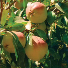 نهال گلابی درگزی (پایه رویشی) - Dargzi pear seedlings