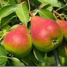 نهال گلابی دوشس (پایه رویشی) - Duchess pear seedlings
