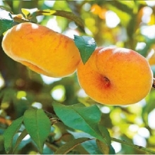 نهال هلو انجیری زعفرانی - Saffron fig peach seedlings