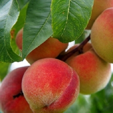 نهال هلو پاییزه تبریزی - Tabrizi autumn peach seedlings