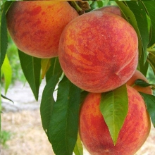 Peach seedlings Qajar Qanat