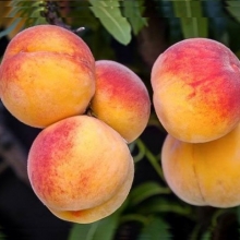 نهال هلو آلبرتا پایه رویشی - Alberta peach seedlings