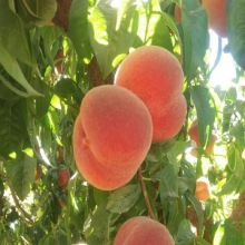 نهال هلو تبریزی (پایه رویشی) - Tabrizi peach seedlings