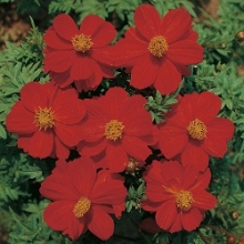 بذر گل ستاره ای پامتوسط قرمز
