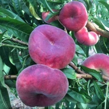 نهال هلو انجیری خونی - Blood fig peach seedlings