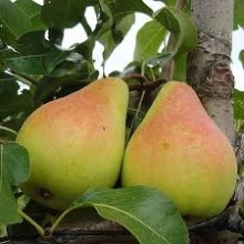 نهال گلابی کوشیا - Coscia pear seedlings