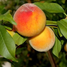 Peach seedlings GH Hill