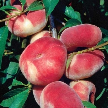 نهال هلو انجیری مالکی پایه بذری - Fig peach seedlings