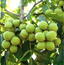 نهال گردو ایرانی خوشه ای - Persian walnut seedlings
