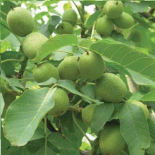 نهال گردو آزاد ایرانی - Walnut seedling