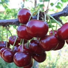نهال گیلاس تکدانه پیش رس لوشان(پایه رویشی) - Single-seeded cherry seedlings